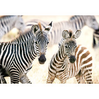 Castorland - Young Zebras Puzzle 1000pc