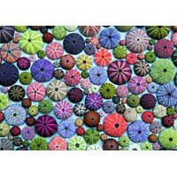 Piatnik - Sea-Urchin Shells Puzzle 1000pc