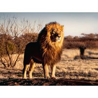 Ravensburger - Lion, King of the Animals Puzzle 1500pc