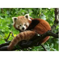 Ravensburger - Red Panda Photo Puzzle 500pc