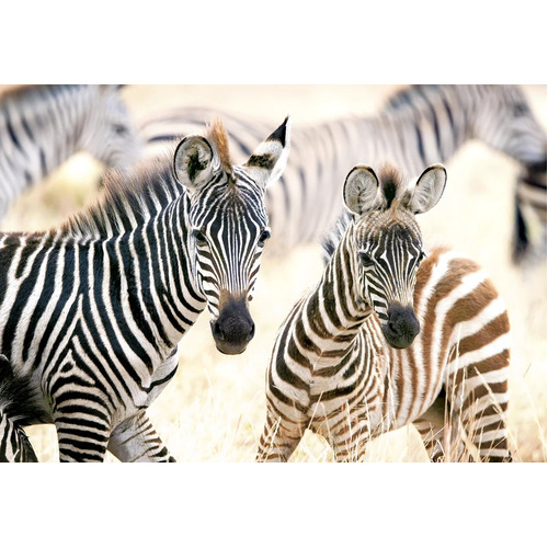 Castorland - Young Zebras Puzzle 1000pc