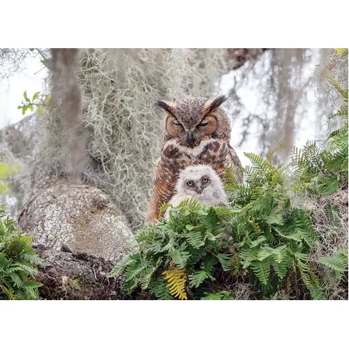 Cobble Hill - Great Horned Owl Puzzle 1000pc