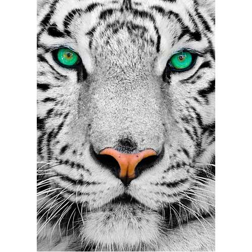 Enjoy - White Siberian Tiger Puzzle 1000pc